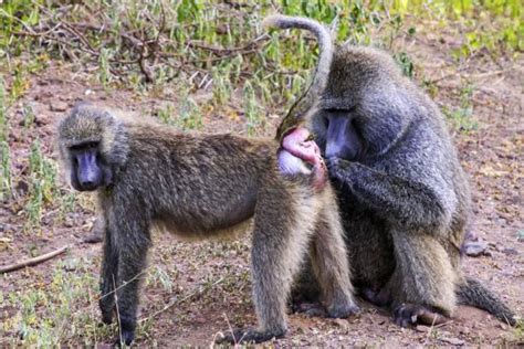 Close up of male baboon mating with a female. Stock Video